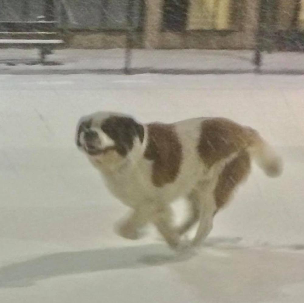 Meet your Posher, Julie